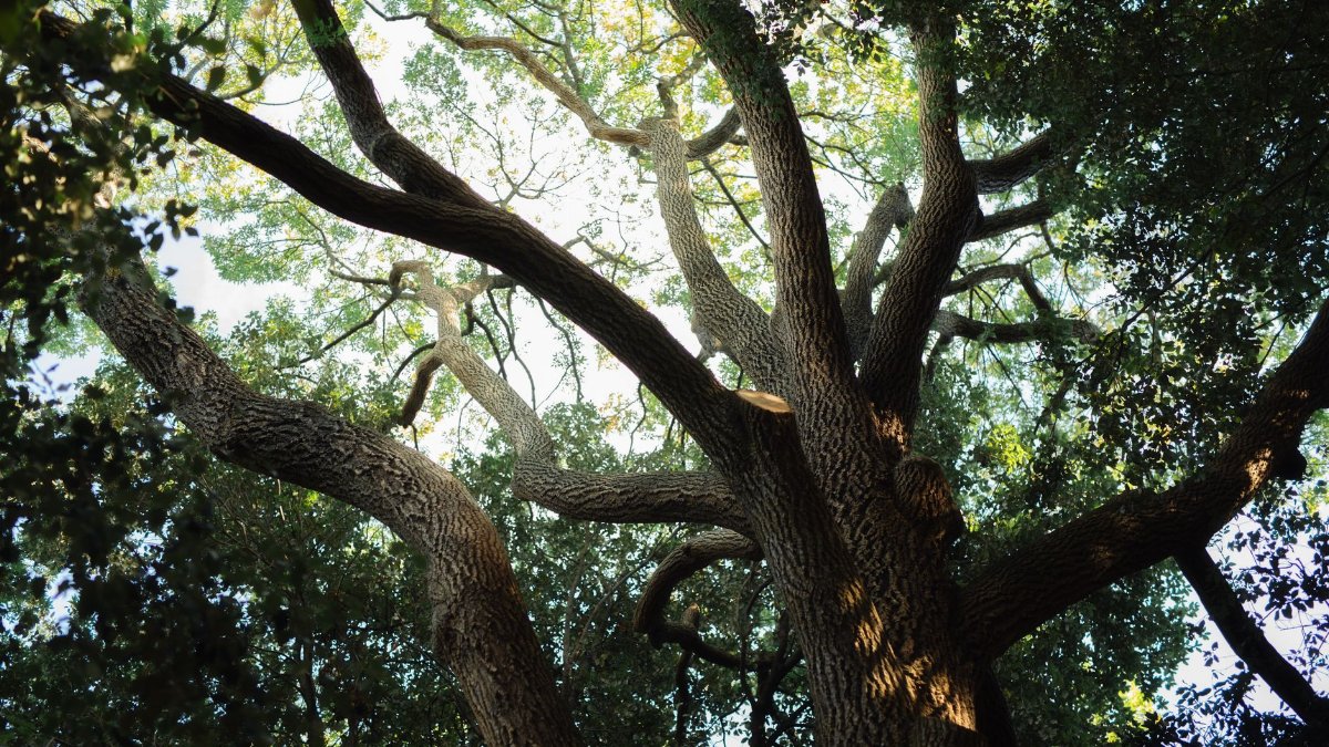 Looking up through a magnificent oak tree canopy in a sunlit forest, creating a serene natural atmosphere.