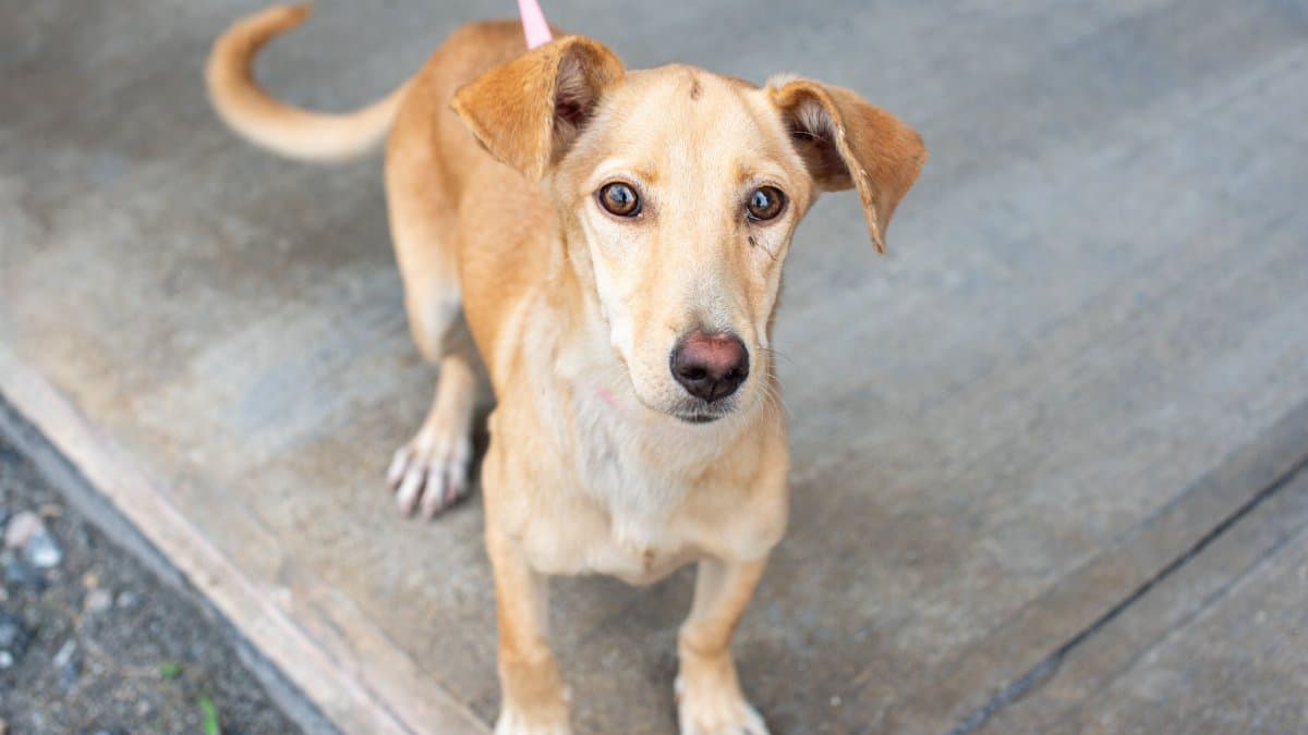 Portrait of a mix breed pothound dog on a leash in Trinidad and Tobago, looking for adoption.