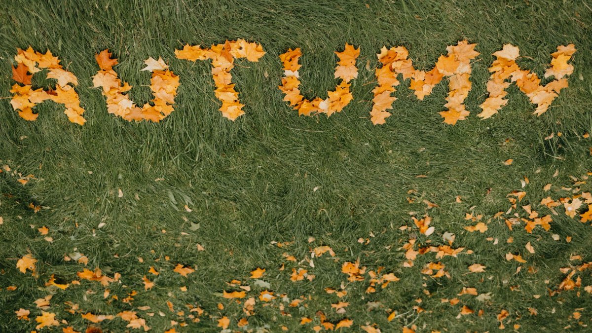 Yellow autumn leaves spell 'AUTUMN' on a vibrant green grass lawn.