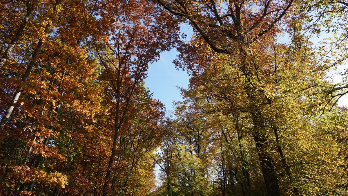 Captivating view of colorful autumn leaves in a sunlit forest with clear blue sky.