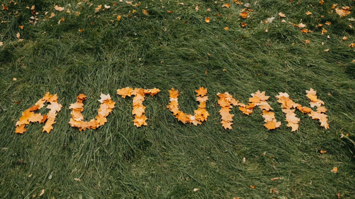 Yellow autumn leaves spelling 'AUTUMN' on a lush green lawn