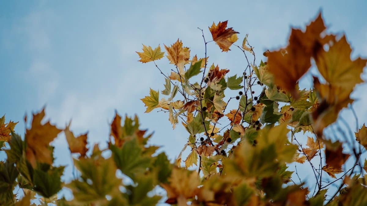 Vibrant autumn leaves on tree branches against a clear blue sky in Hamilton, New Zealand.