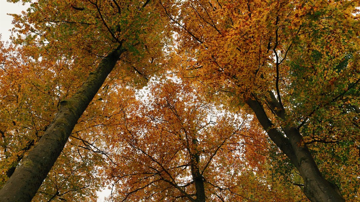Looking up at a vibrant autumn canopy filled with colorful foliage.