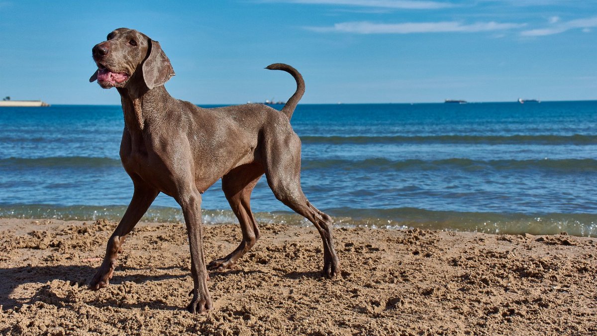 Energetic Weimaraner playing on sunny beach by the ocean. Perfect summer day for a stroll.