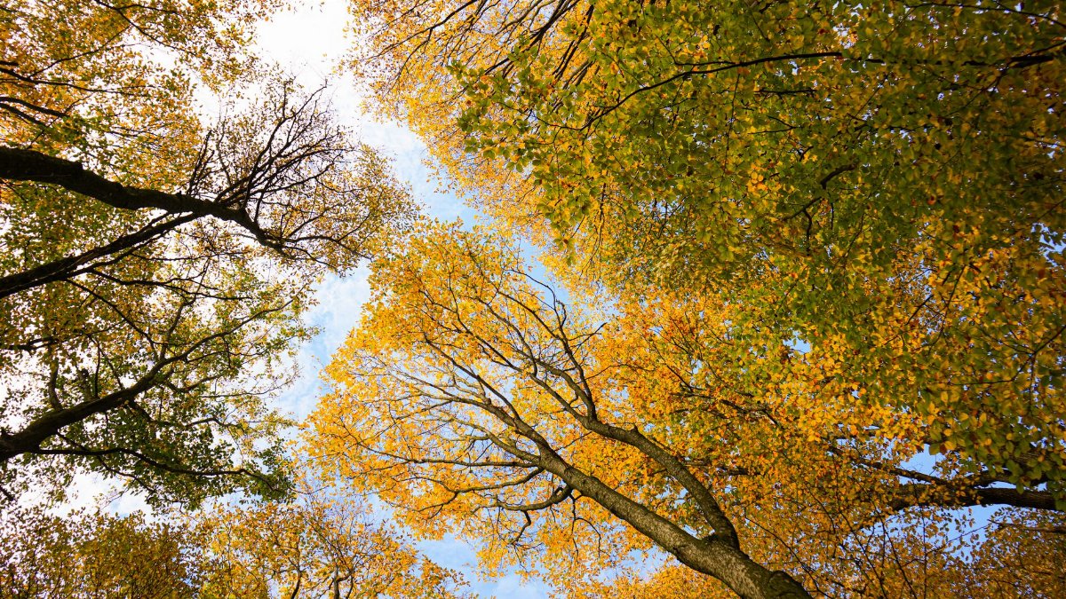 Looking up at vibrant autumn trees with golden leaves against a blue sky, showcasing nature's fall colors.