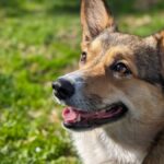 Close-up of a joyful Corgi basking in sunlight at a San Diego park.