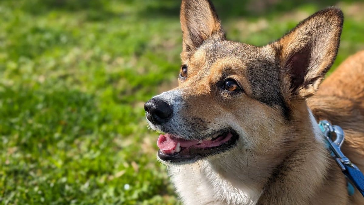 Close-up of a joyful Corgi basking in sunlight at a San Diego park.