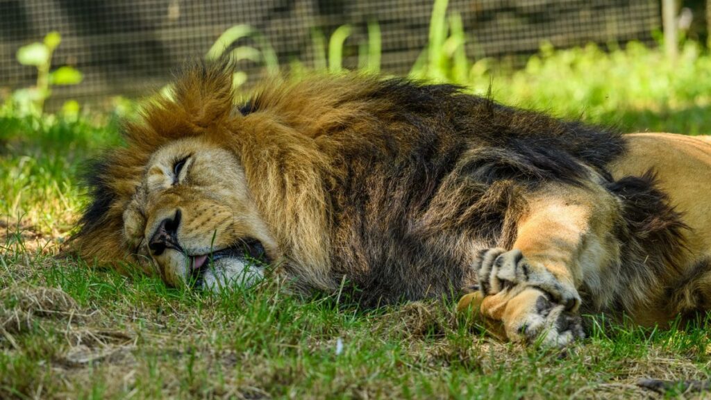 A majestic lion takes a nap on the grass, capturing nature's tranquility and beauty in a zoo setting.
