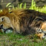 A majestic lion takes a nap on the grass, capturing nature's tranquility and beauty in a zoo setting.