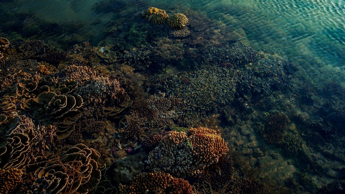 Beautiful coral reef underwater, vibrant marine life ecosystem.