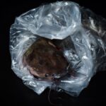 Close-up of a fresh catfish wrapped in transparent plastic against a dark background. Seafood photography.