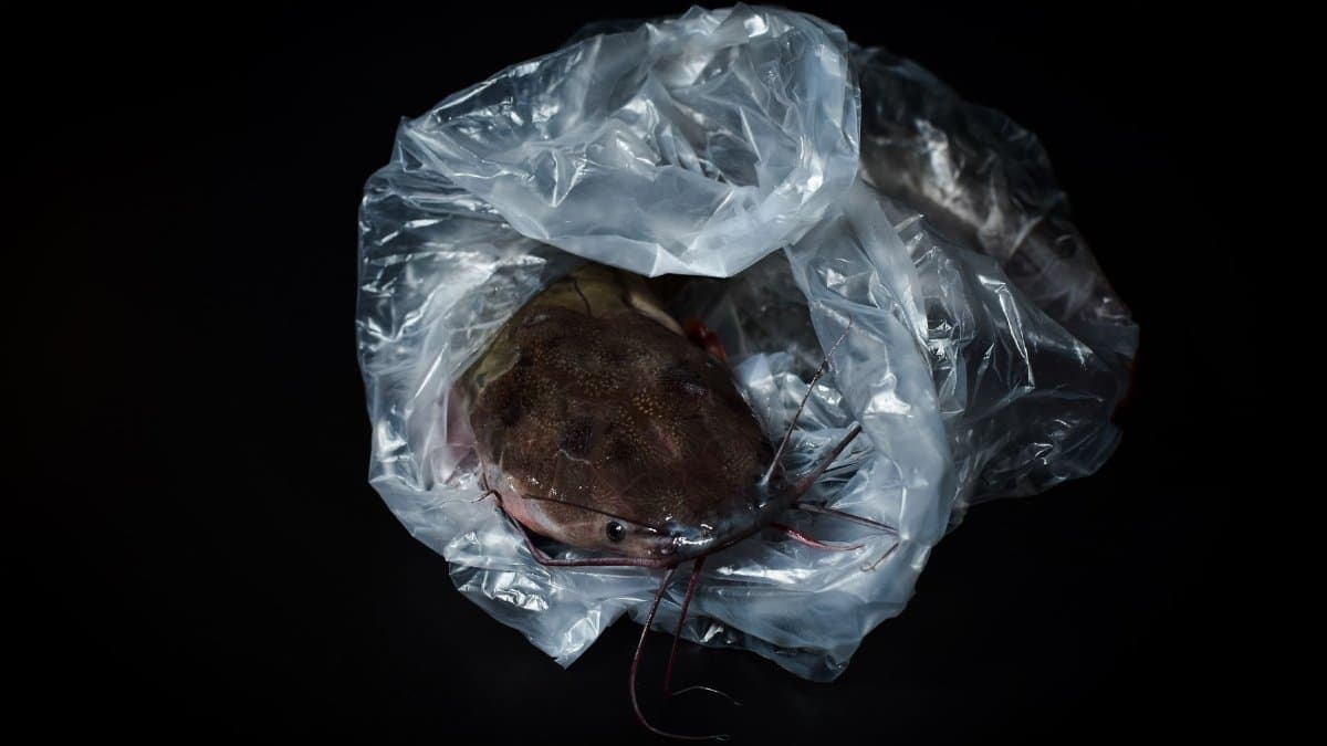 Close-up of a fresh catfish wrapped in transparent plastic against a dark background. Seafood photography.