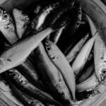 Monochrome image of fresh fish arranged in a bucket, top view.