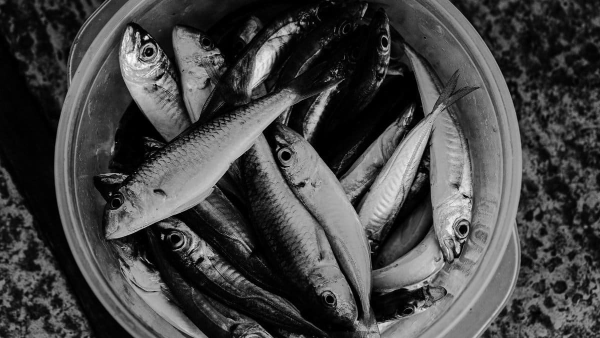 Monochrome image of fresh fish arranged in a bucket, top view.