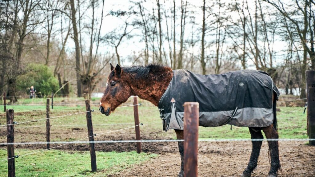 Horse wearing a winter coat stands in a muddy farm paddock surrounded by trees.