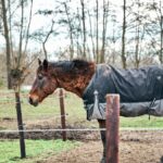Horse wearing a winter coat stands in a muddy farm paddock surrounded by trees.