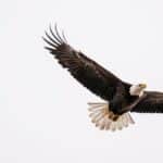 A majestic bald eagle soaring in the clear skies of East Wenatchee, Washington.
