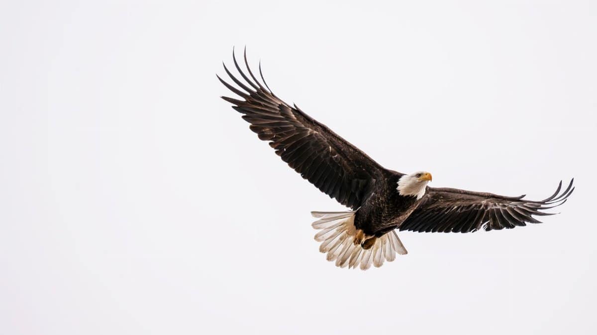 A majestic bald eagle soaring in the clear skies of East Wenatchee, Washington.