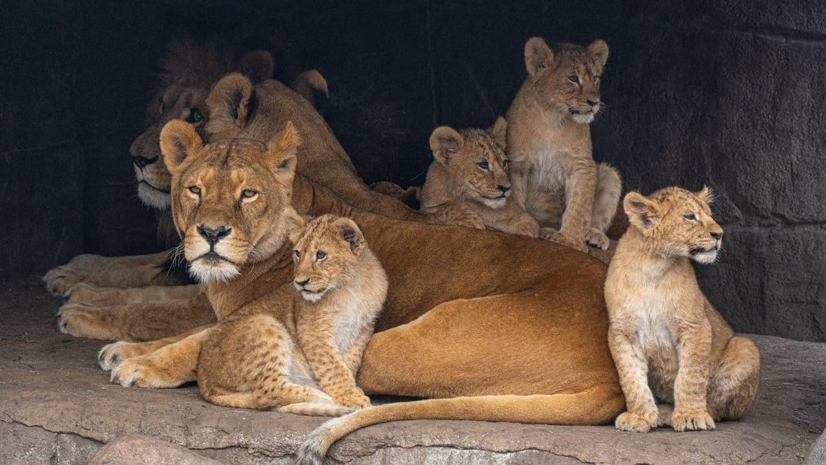A lion family with cubs resting together at the zoo in Copenhagen, Denmark.