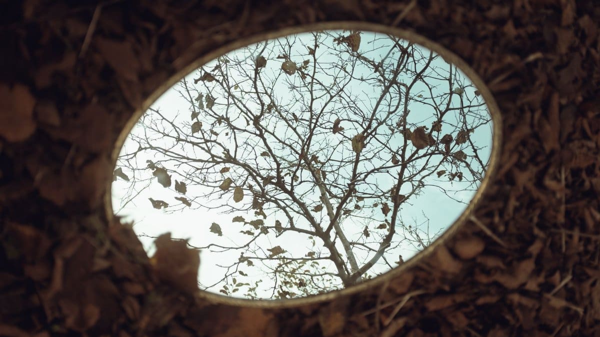 A tree with autumn leaves reflected in a mirror placed on the ground.