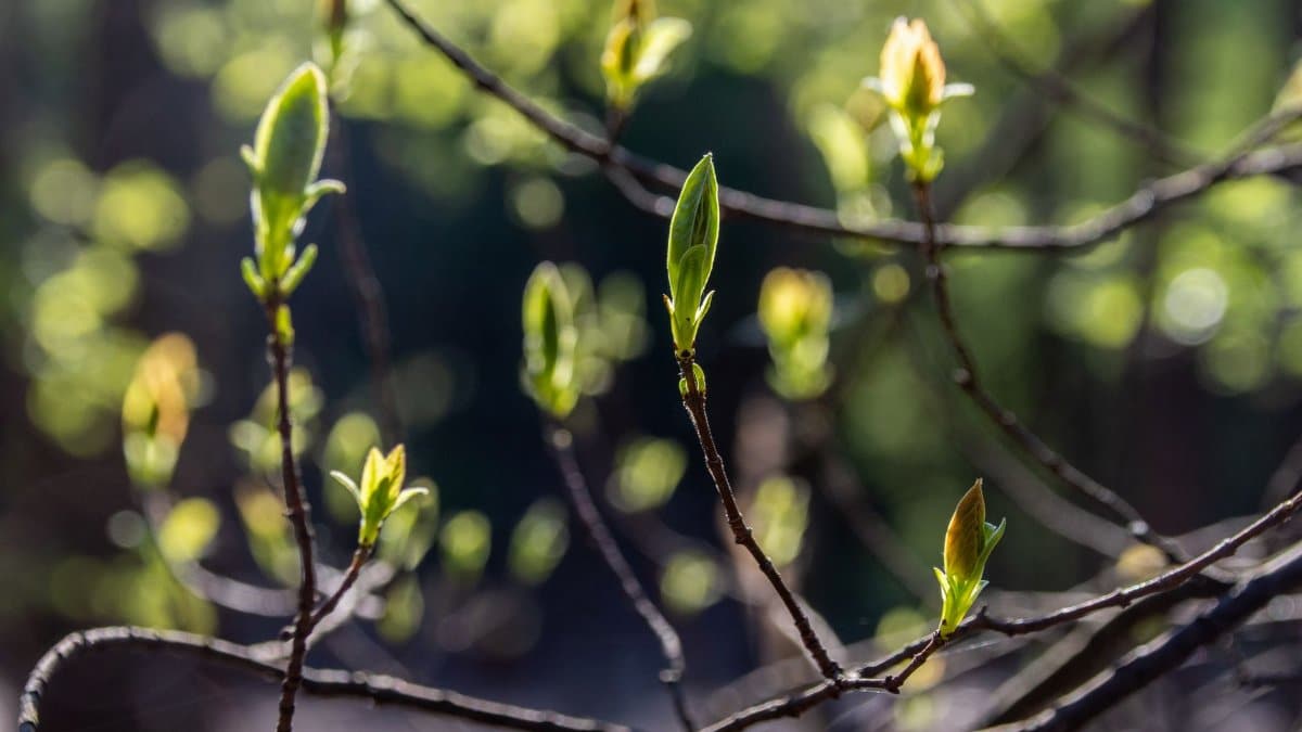 A detailed view of budding branches basking in soft spring sunlight, symbolizing renewal and growth.