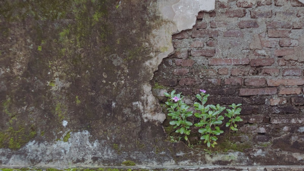 Aged brick wall with flourishing green plants emerging from cracks, showcasing resilience.