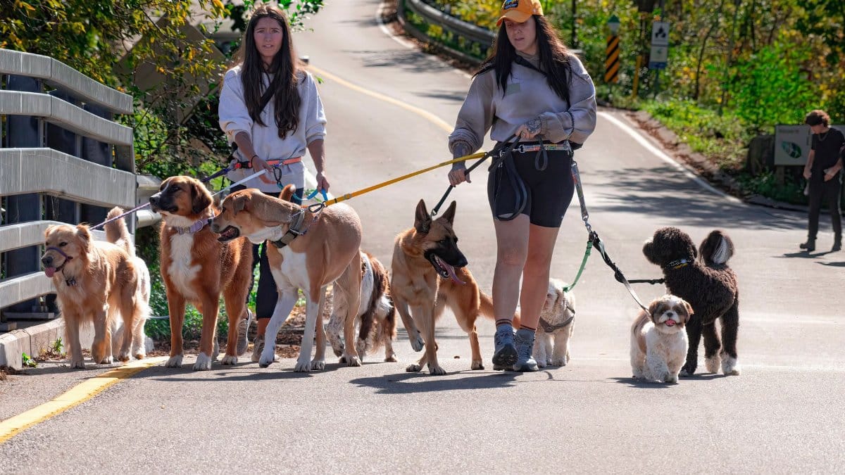 Two women walking several dogs on a sunny outdoor path, enjoying nature.