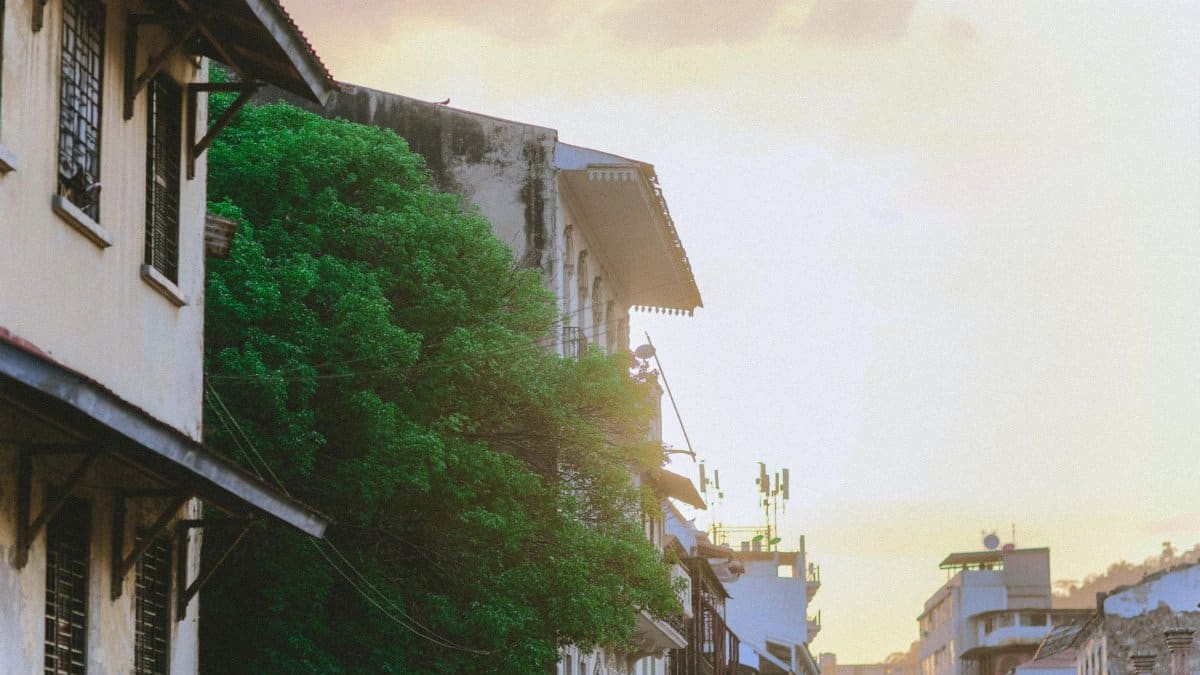 Charming urban street at sunset featuring historic buildings and lush greenery.