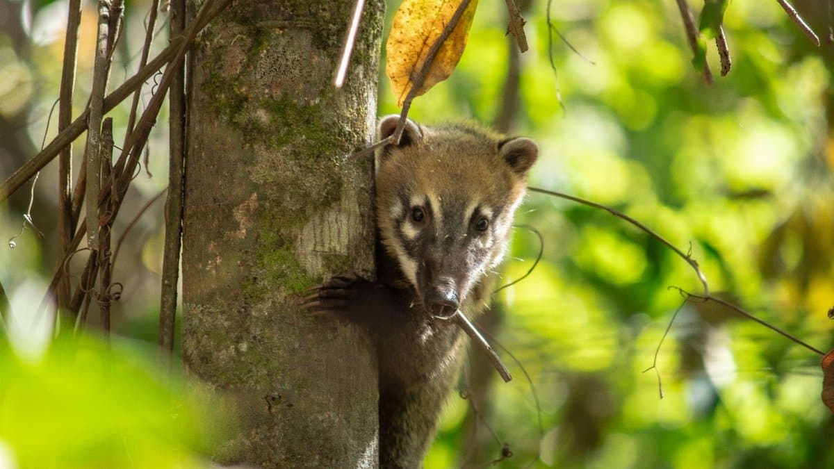 A South American coati peeks from a tree in Brasília, showcasing its natural habitat.