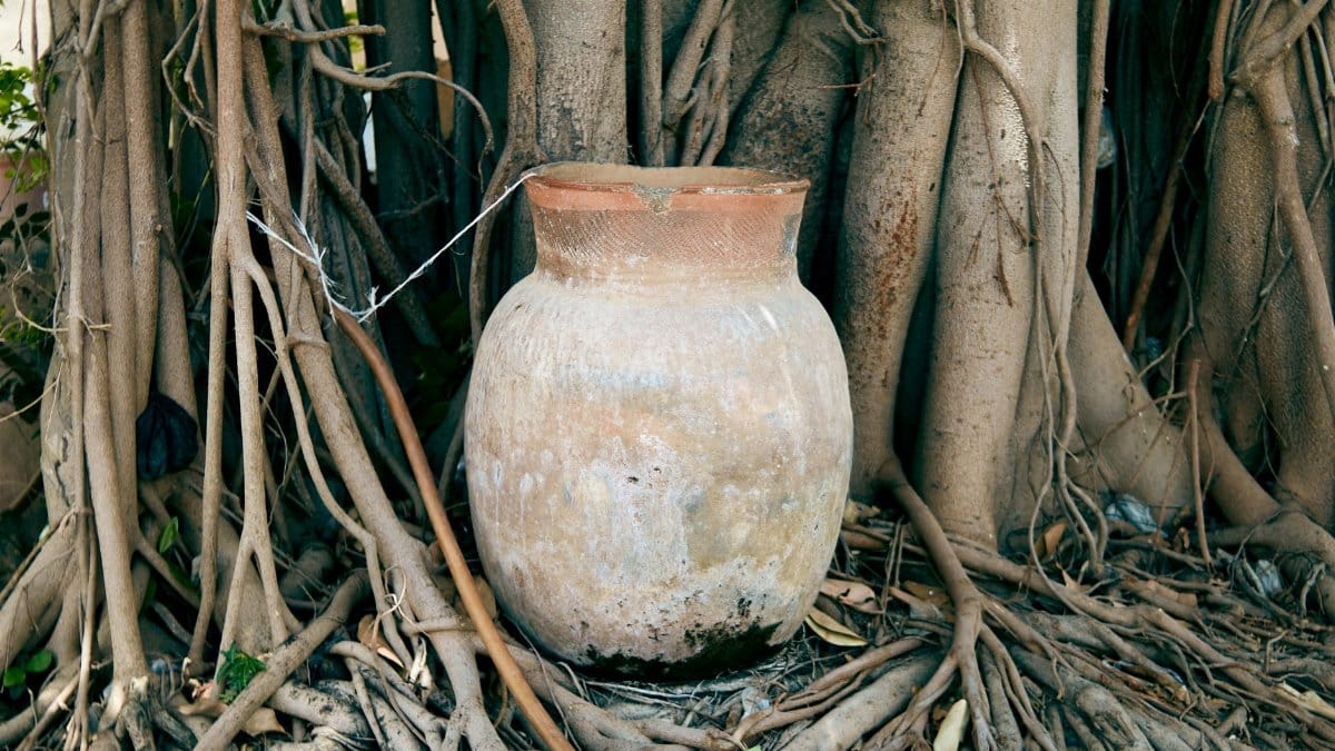 A rustic clay pot nestled between the sprawling roots of a large tree outdoors.