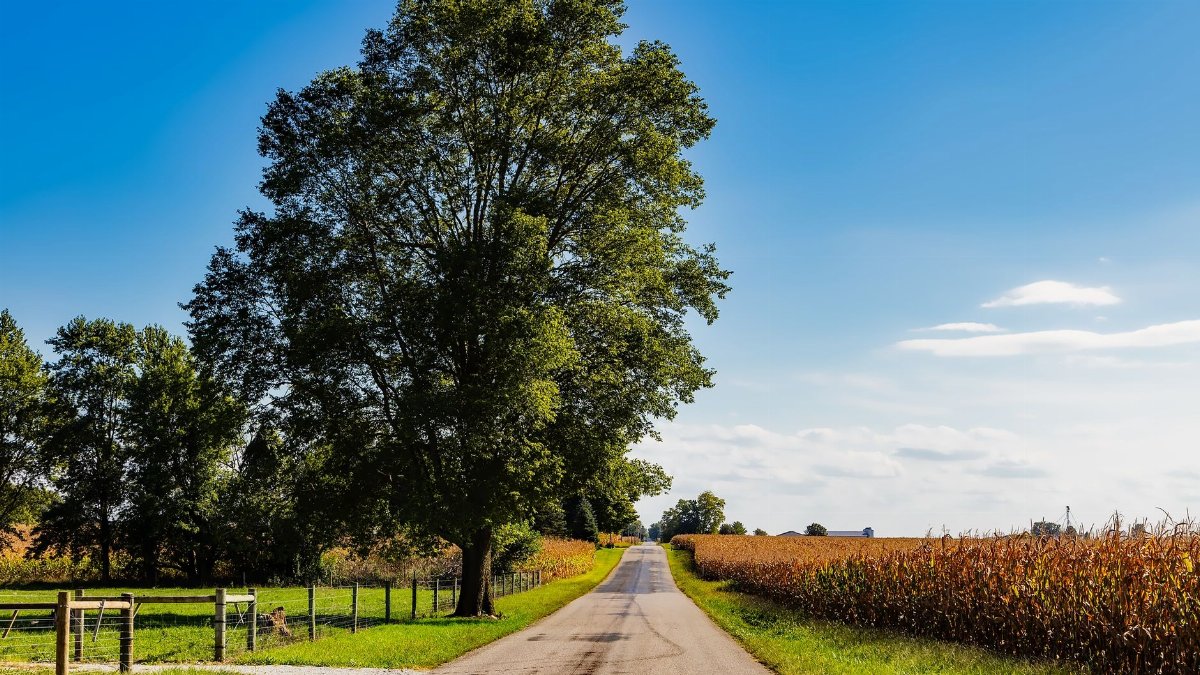 A picturesque rural road in Flora, Indiana, lined with cornfields and trees under a clear blue sky.