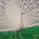 An elegant white peacock displays its stunning tail feathers in a lush green setting.
