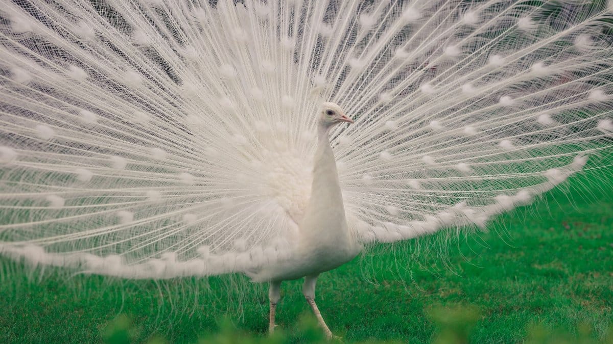 An elegant white peacock displays its stunning tail feathers in a lush green setting.