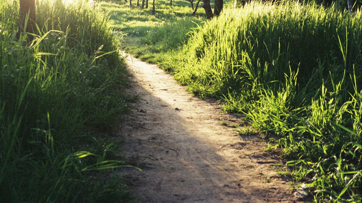 A peaceful dirt path surrounded by lush green grass in a sunlit woodland setting, perfect for nature lovers.