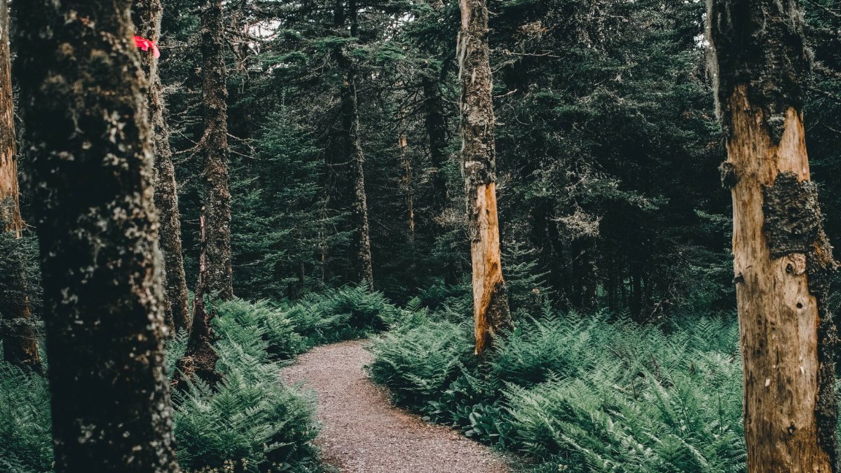 A tranquil forest path surrounded by lush ferns and pine trees in Canada.