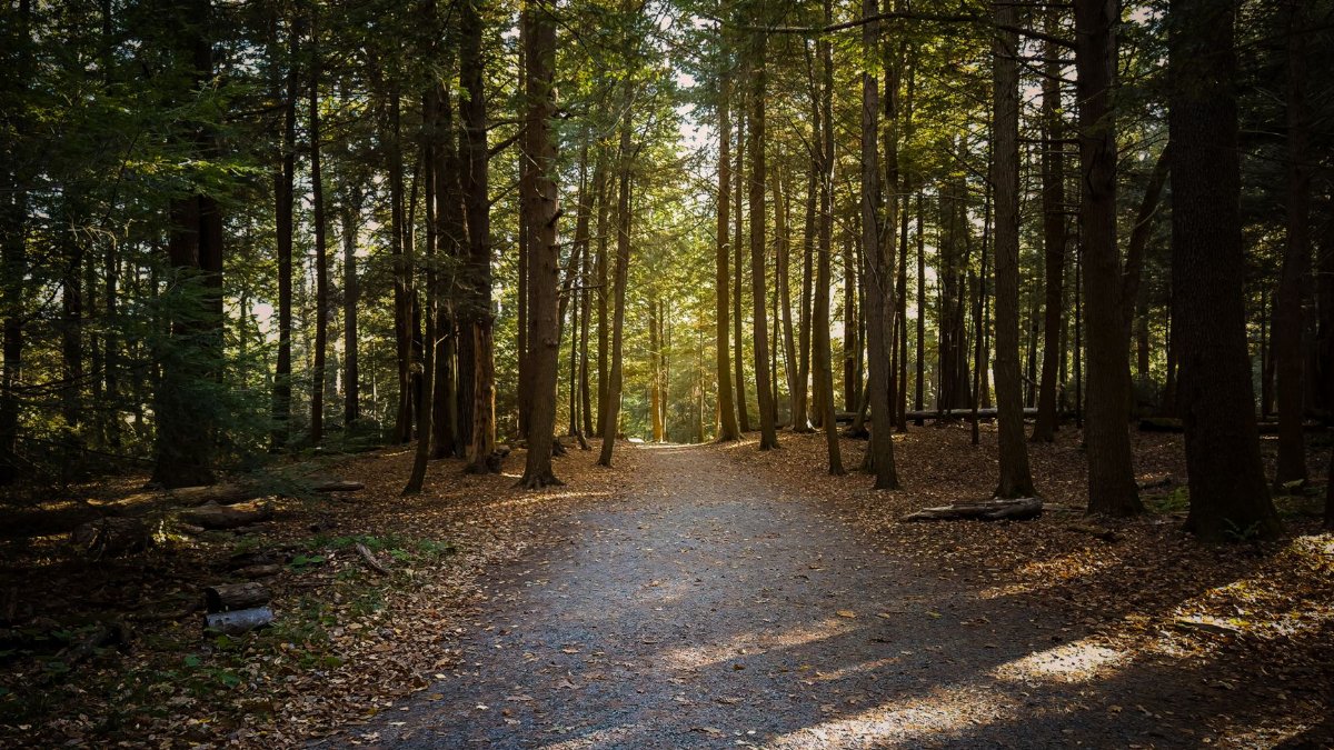 Peaceful wooded path with sunlight filtering through trees in Oakland, Maryland.