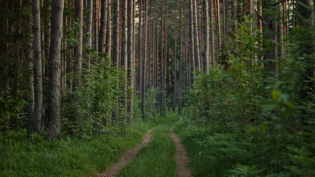 A tranquil trail cuts through a dense, lush, green forest, perfect for forest bathing and mindfulness.