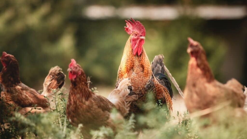 A vibrant rooster stands among hens in a rustic farm setting, showcasing rural life.