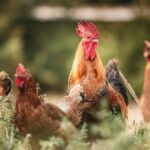 A vibrant rooster stands among hens in a rustic farm setting, showcasing rural life.