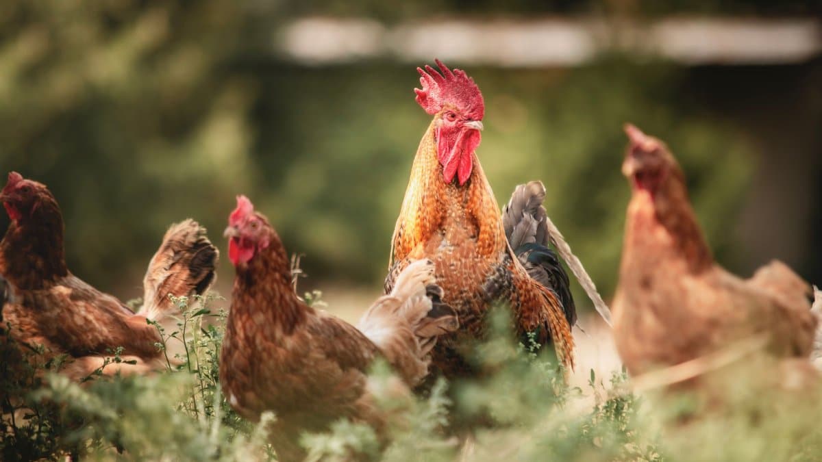 A vibrant rooster stands among hens in a rustic farm setting, showcasing rural life.