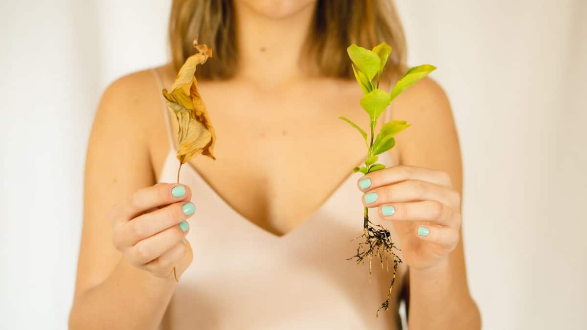 Crop unrecognizable female demonstrating faded leaf and Ruscus plant seedling with roots on light background