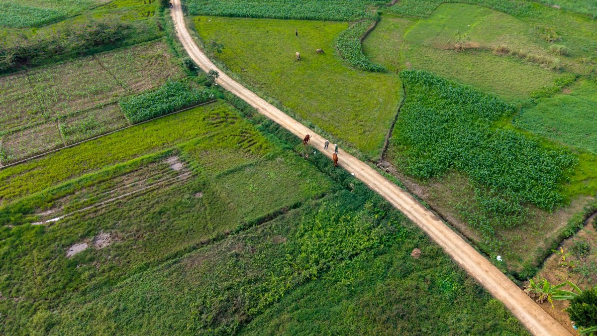 Aerial view showcasing lush Vietnamese agricultural fields and a winding dirt path.