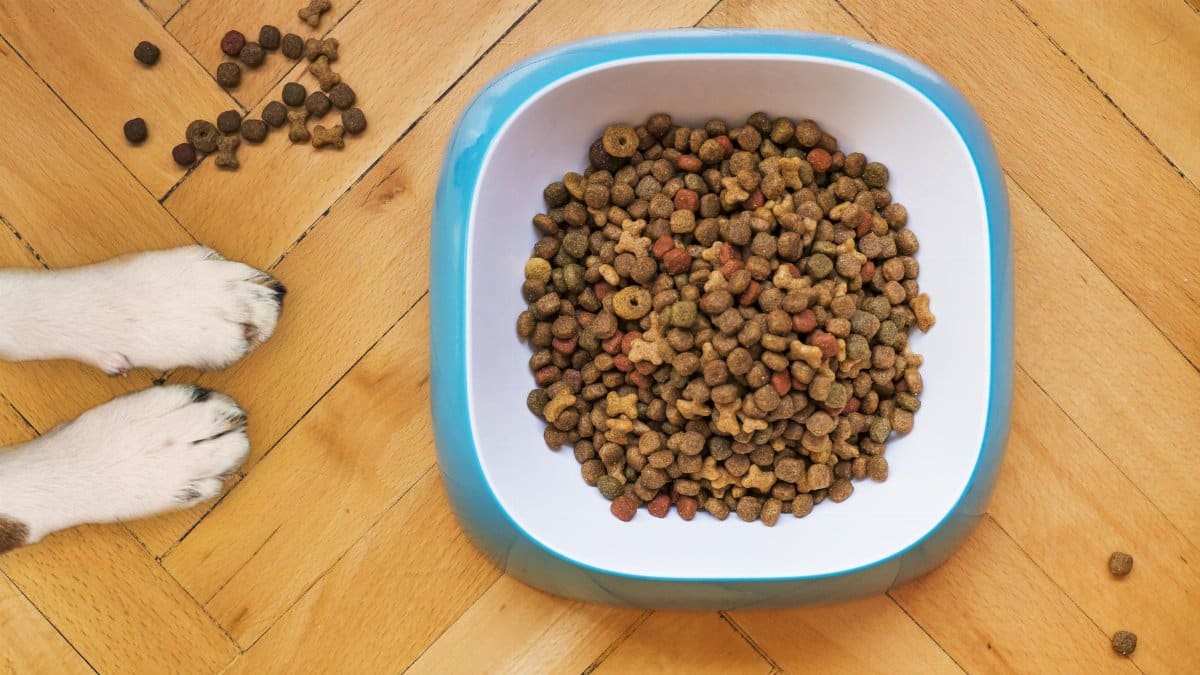 A dog's paws beside a kibble-filled bowl on a wooden floor, shot from above.