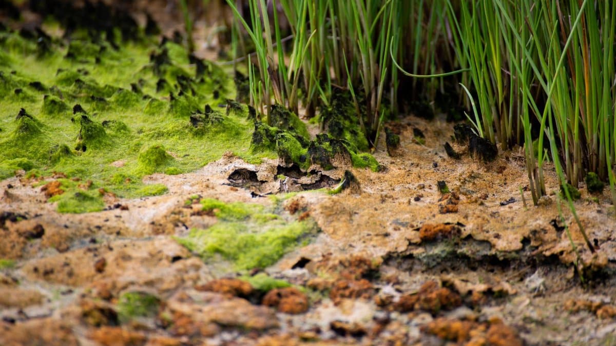 Close-up view of vibrant moss and grass growth on Hawaiian soil, displaying lush greenery.