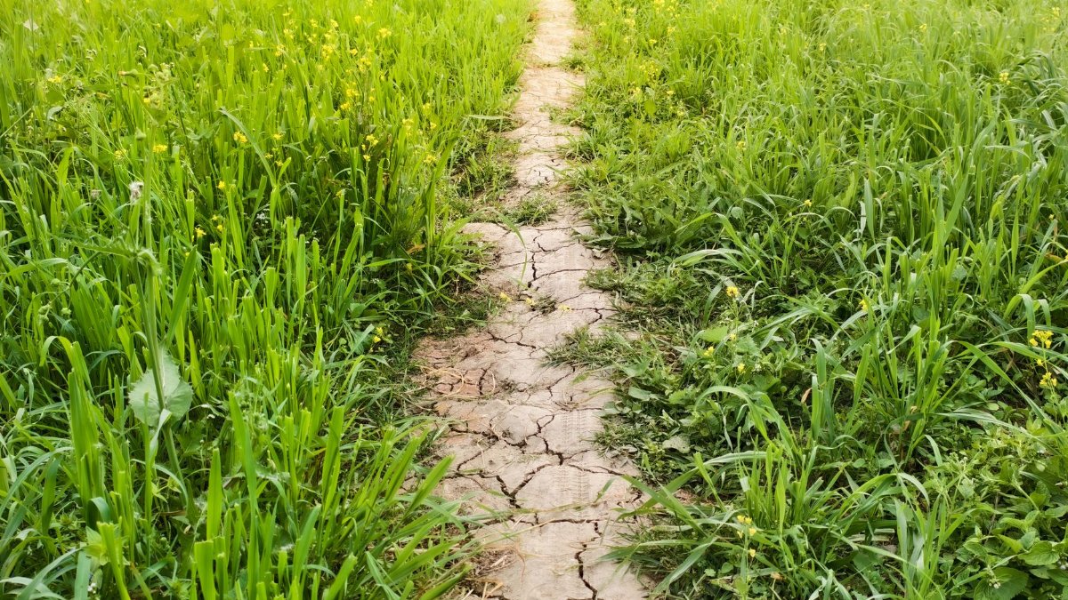 Dried cracked pathway amidst vibrant green grass under sunlight. Ideal for nature themes.