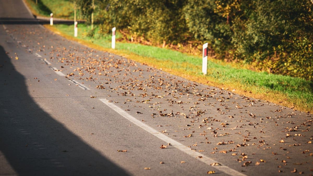 Sunlit road with autumn leaves in Garešnica, Croatia, lined by forest.