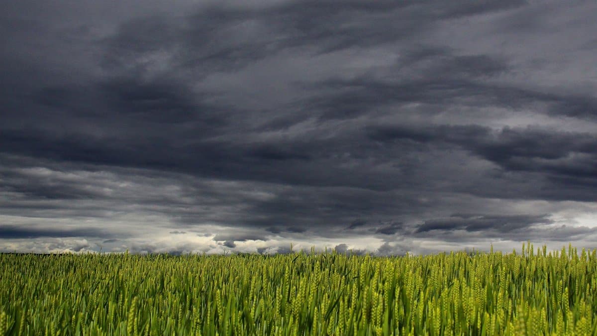 A stormy sky looms over a vibrant green wheat field, showcasing nature's dramatic beauty.