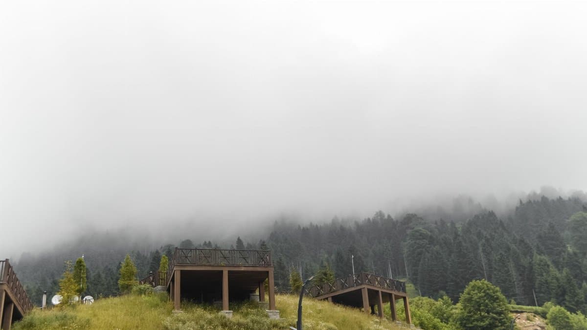 Misty forest with elevated wooden platforms amidst lush greenery and fog.