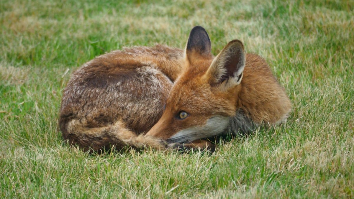 A serene red fox resting on a green lawn, showcasing natural wildlife beauty.