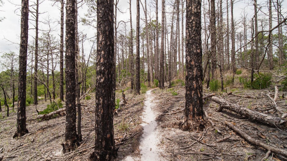 Trail through a regenerating forest in Sesqui State Park, Columbia, South Carolina.